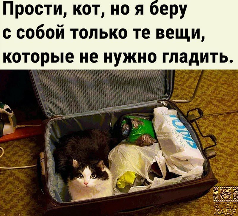 Прости кот но я еру с собой только те вещи которые не нужно гладить