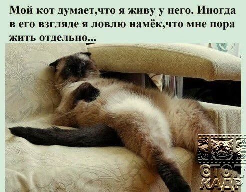 Мой кот авт по и живу него Иногда в его взгляде я ловлю иииекчто мне пора ЖИТЬ отдельно