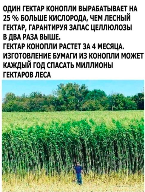 ОДИН ГЕКТАР КОНОПЛИ ВЫРАБАТЫВАЕТ НА 25 БОЛЬШЕ КИСЛОРОДА ЧЕМ ЛЕСНЫИ ГЕКТАР ГАРАНТИРУЯ ЗАПАС ЦЕЛЛЮЛОЗЫ Б дБА РАЗА ВЫШЕ ГЕКТАР КОНОПЛИ РАСГ ЕТ ЗА 4 МЕСЯЦА ИЗГОТОВЛЕНИЕ БУМАГИ ИЗ КОНОПЛИ МОЖЕТ КАЖДЫЙ ГОД СПАСАТЬ МИЛЛИОНЫ ГЕКТАРОВ ЛЕСА