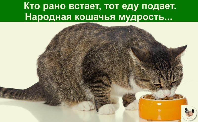 Кто рано встает тот еду подает На адная кошачья м д ость