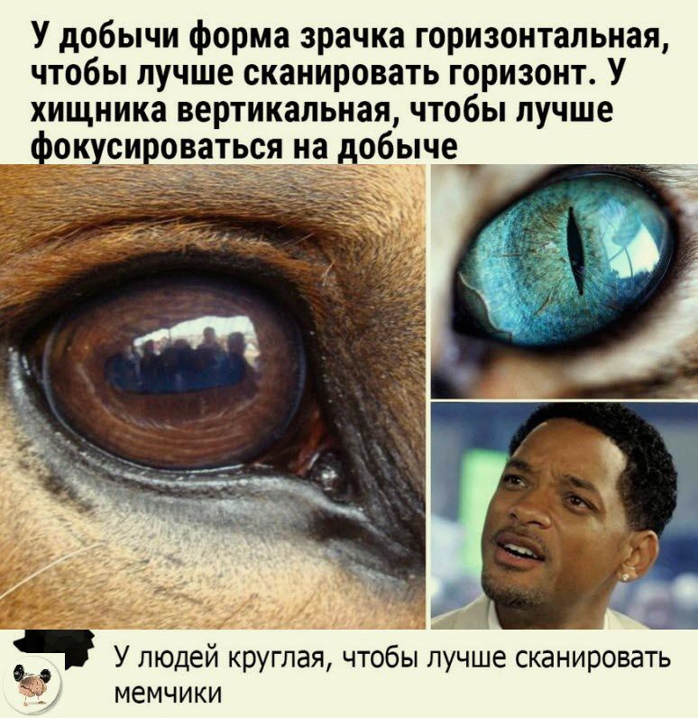 У добычи форма зрачка горизонтальная чтобы лучше сканировать горизонт У хищника вертикальная чтобы лучше ок сиаваться на добыче л _ У людей круглая чтобы лучше сканировать мемчики
