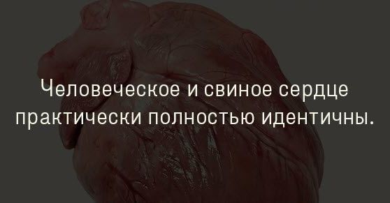 Человеческое И СВИНОЭ сердце ПрЗКТИЧеСКИ ПОЛНОСТЬЮ ИДЕНТИЧНЫ