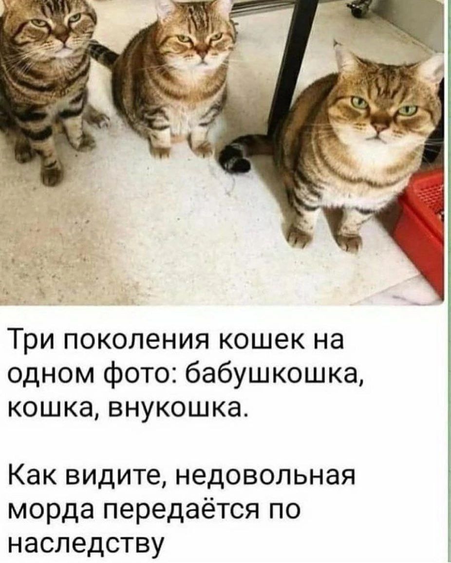 Три поколения кошек на одном фото бабушкошка кошка внукошка Как видите недовольная морда передаётся по наследству