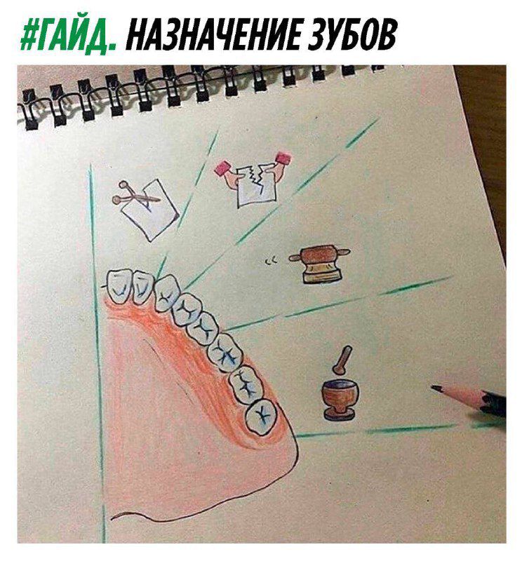 ГАИА НАЗНАЧЕНИЕ ЗУБОВ