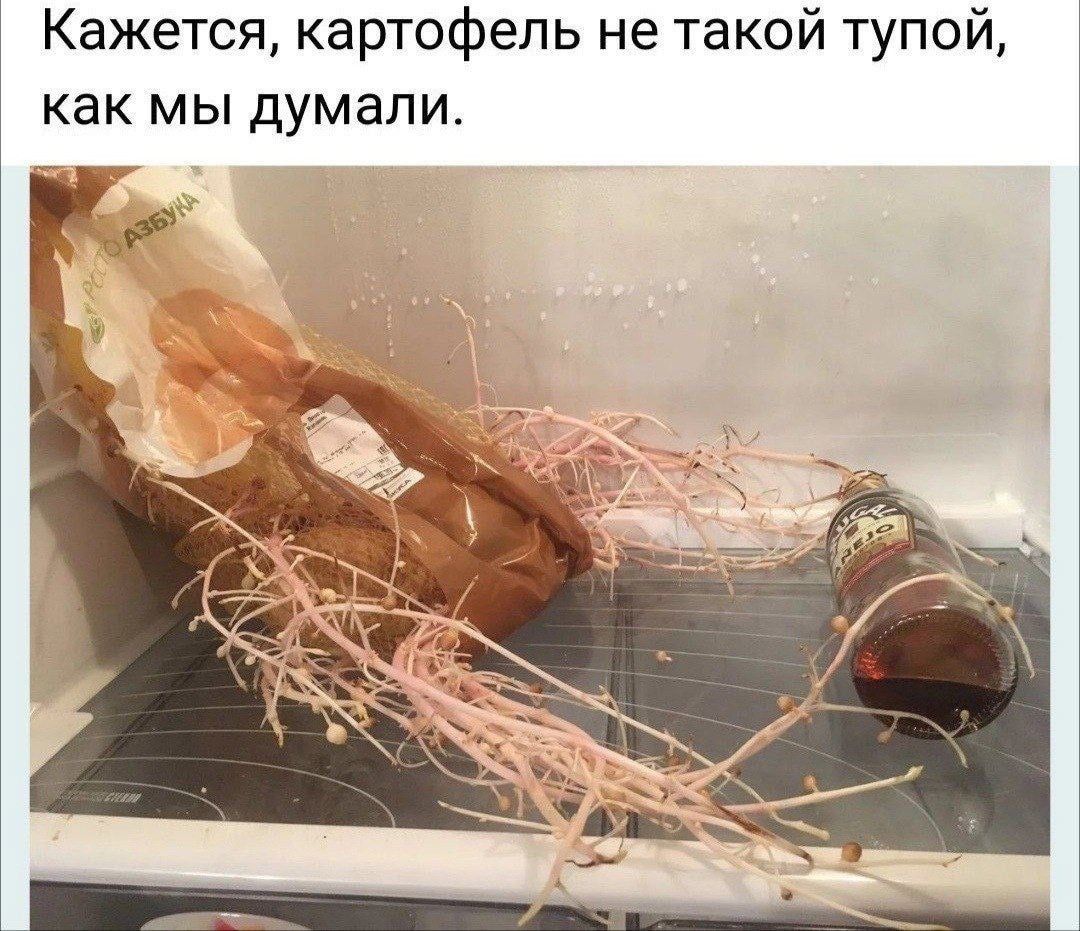 Кажется картофель не такой тупой как мы думали