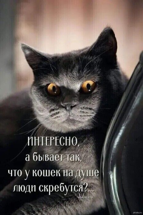 что у кошек пуд люди скребутсл