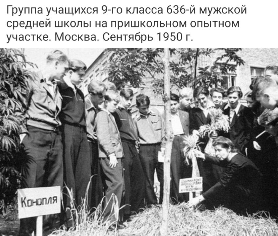 Группа учащихся Эгго класса 636712 мужской средней школы на пришкольном опытном участке Москва Сентябрь 1950 г