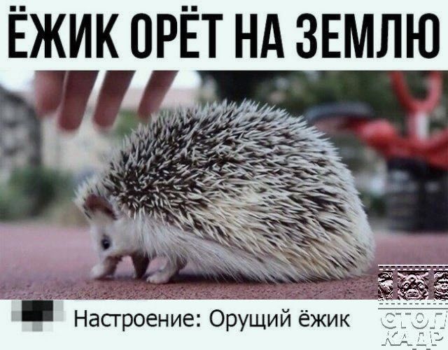 Настроение Оруший ёжик