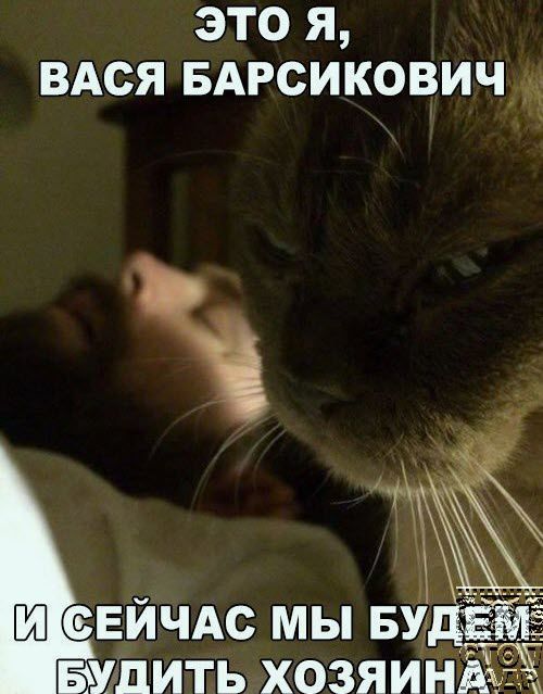 это я ВАся вдрсикович сЕйчдс мы зщт вшить хозяин