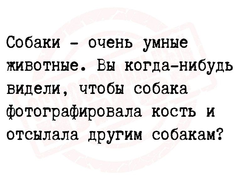 Собаки очень умные животные Вы когданибудь видели чтобы собака фотографировала кость и отснлала другим собакам