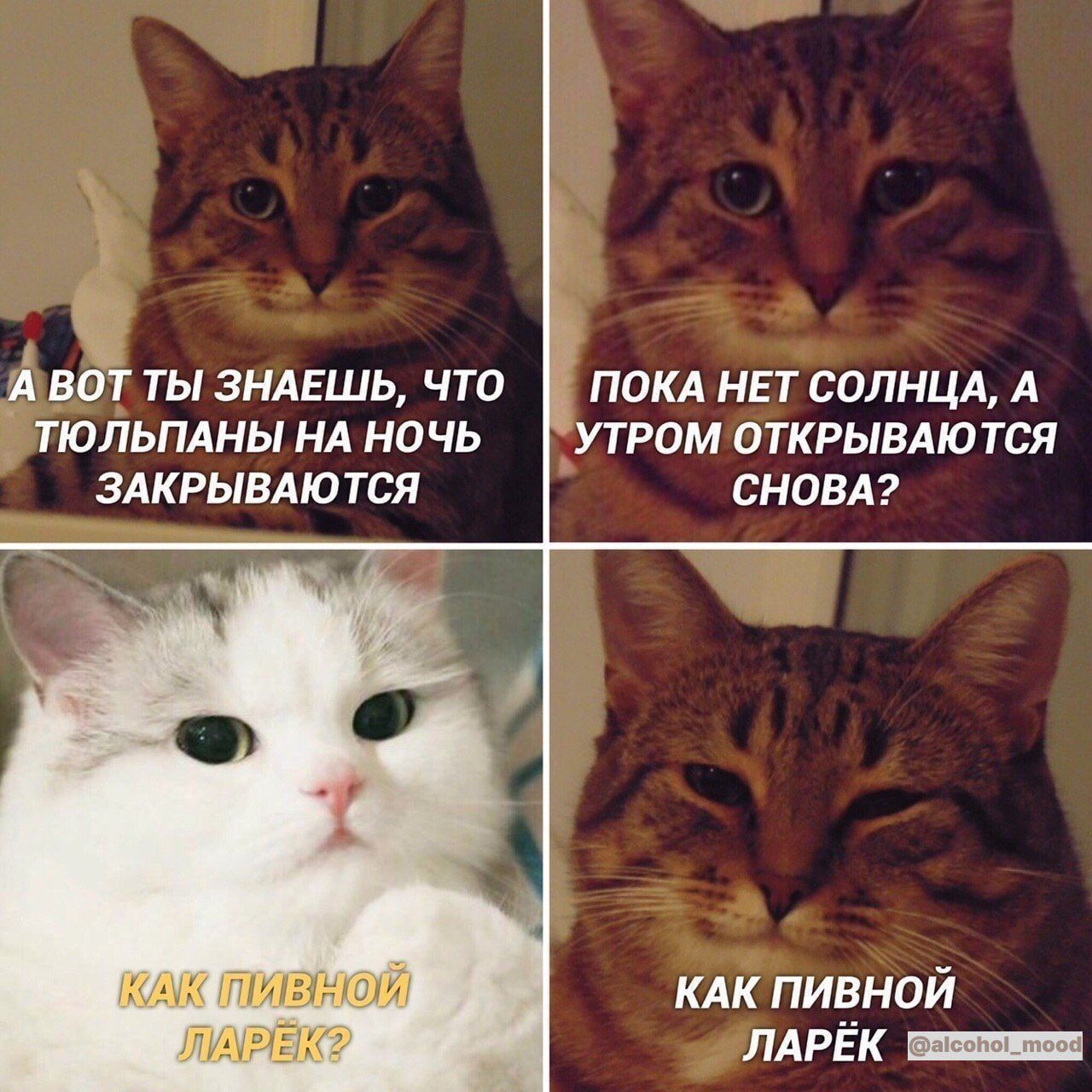 ВОТ ТЫ ЗНАЕШЬ ЧТО ПОКА НЕТ СОЛНЦА А ТЮПЬПАНЫ НА НО ЧЬ УТ РОМ ОТКРЫВАЮТСЯ ЗАКРЫВАЮТСЯ СНОВА клк пивной ЛАРЁк _