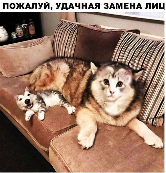 ПОЖАЛУЙ УДАЧНАЯ ЗАМЕНА ЛИЦ