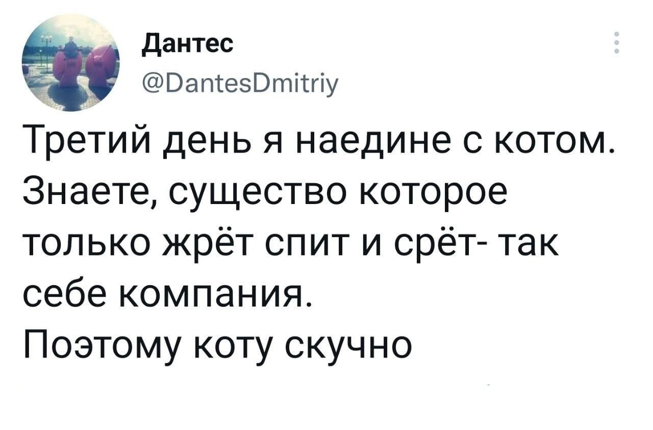 дантес ВапсеШтшіу Третий день я наедине с котом Знаете существо которое только жрёт спит и срёТ так себе компания Поэтому коту скучно