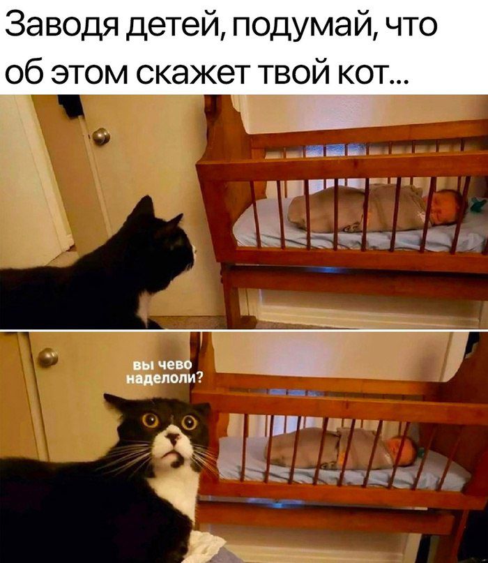 Заводя детей подумай что об этом скажет твой кот д чс