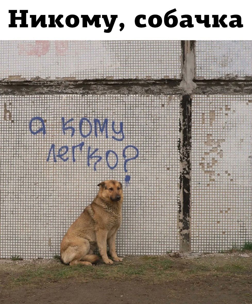 Никому собачка