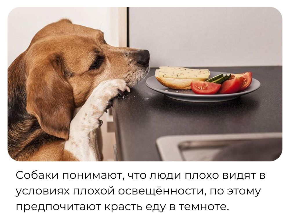 Собаки понимают что люди плохо видят в условиях плохой освещенности по этому предпочитают красть еду в темноте