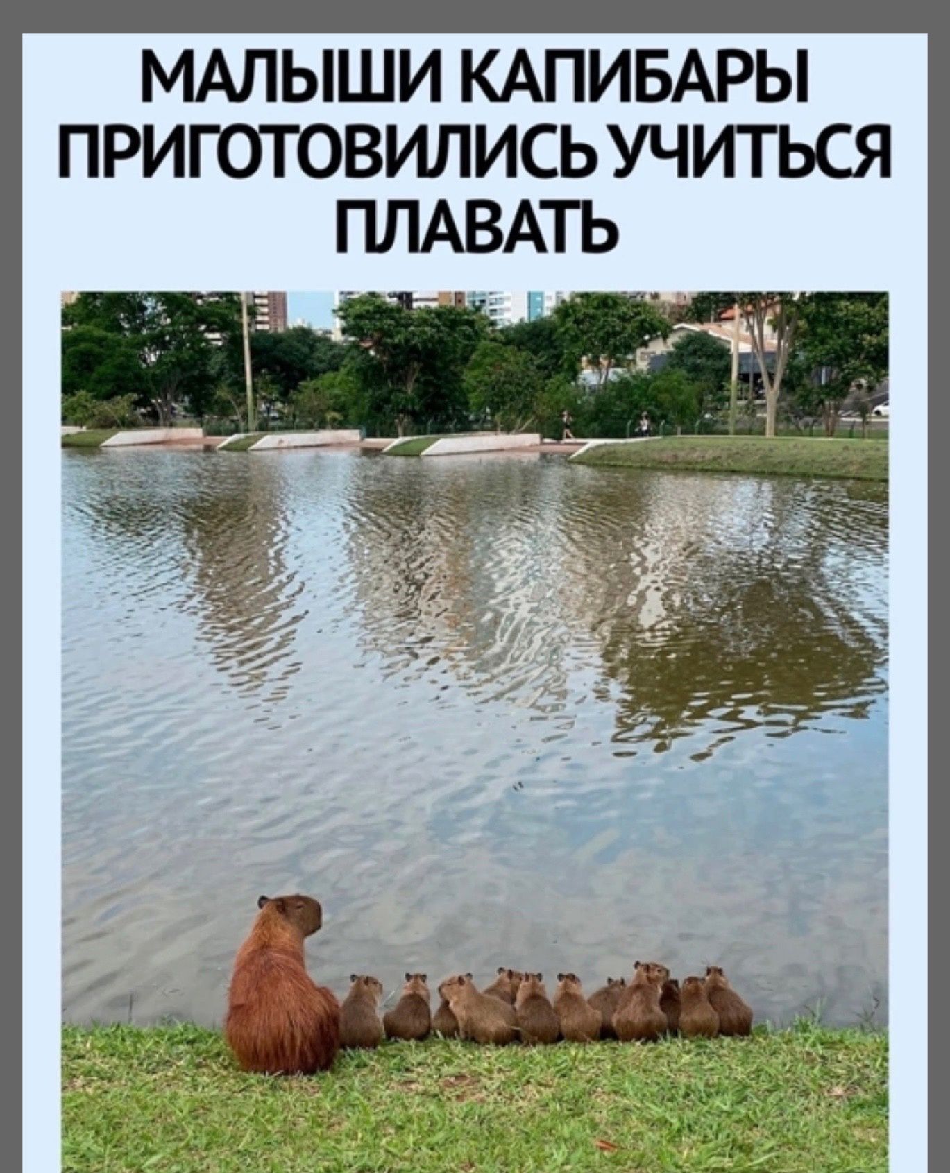 МАЛЫШИ КАПИБАРЫ ПРИГОТОВИЛИСЬУЧИГЬСЯ ПЛАВАТЬ