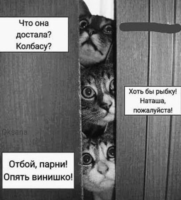 Что оиа достала Копбасу Отбой парни Опять винишко