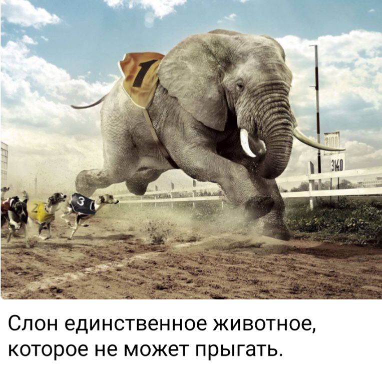 СЛОН ЕДИНСТВБННОЭ ЖИВОТНОё КОТОРОЕ не может прыгать