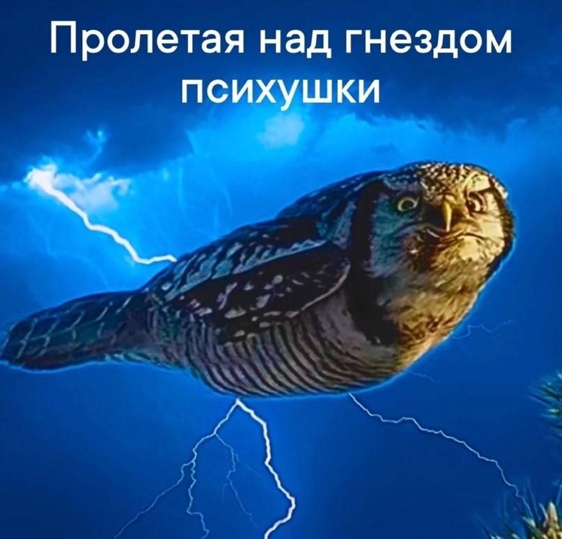 ПРОЛЭТЗЯ над гнездом