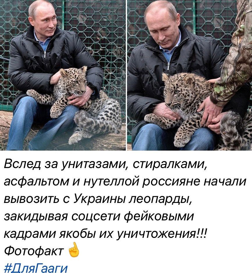 Вслед за унитазаии стиралками асфальтом и нутеллой россияне начали вывозит с Украины леопарды закидывая соцсети фейковыми кадрами якобы их уничтожения
