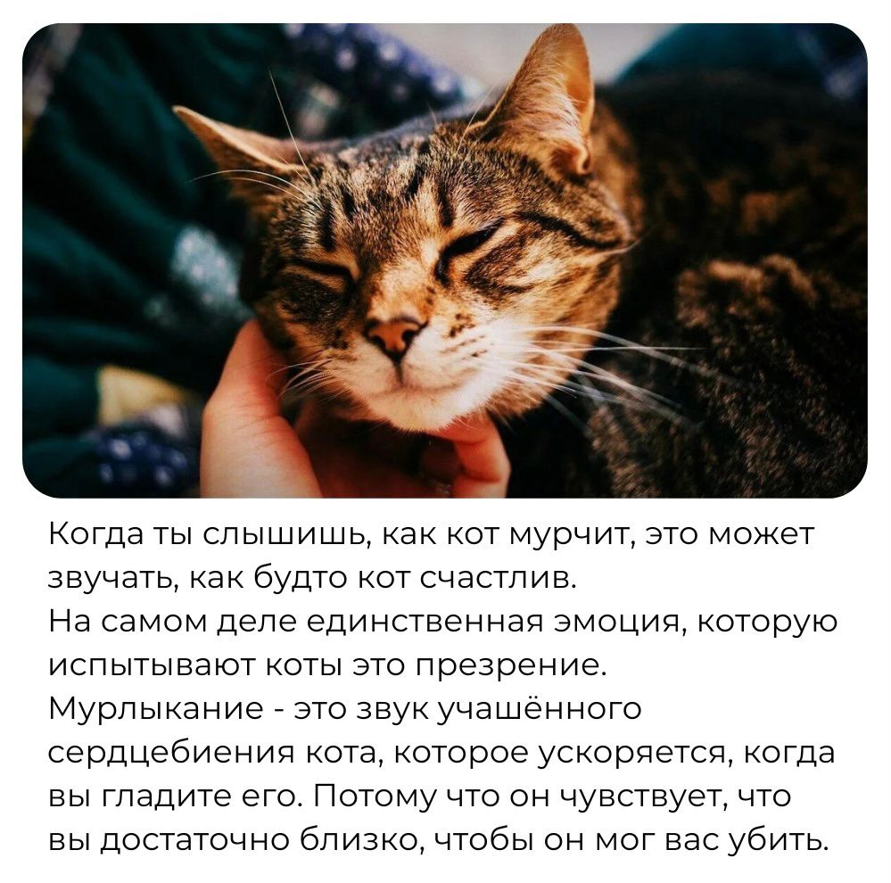 Когда ты слышишь как кот муочит это может звучать как будто от счастлив На самом дспе единственная эмоцил отооую испытывают оты ато презрение Мурпыкание это звук учпшснншо ссрдцсбиенип ота которое ускордстсп когда вытащите сто Потому что он чувстпузт что вы достаточно бпипко чтобы он мот вас убить