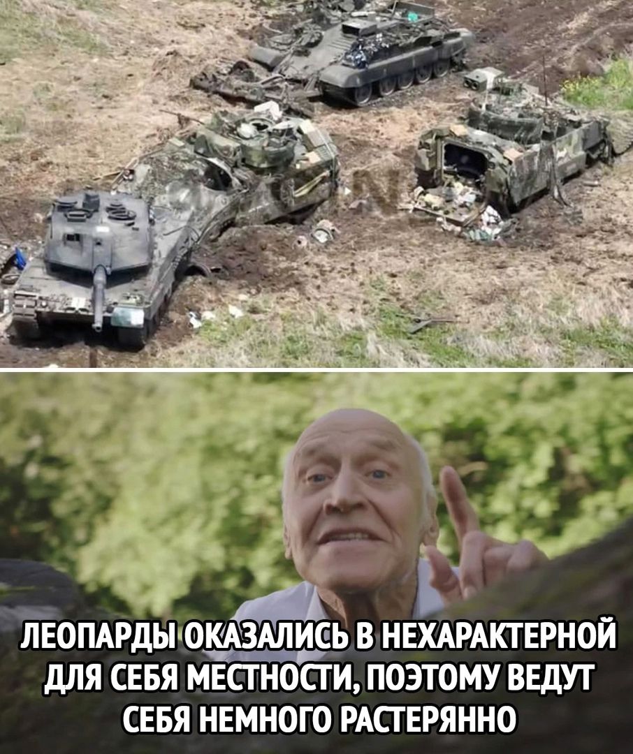 ЙЕОПАРДЫОКАЗАЛИЕЬ В НЕХАРАКТЕРНОЙ для СЕБЯ МЕСТНОСТИ ПОЭТОМУ ВЕДУТ СЕБЯ НЕМНОГО РАСГЕРЯННО
