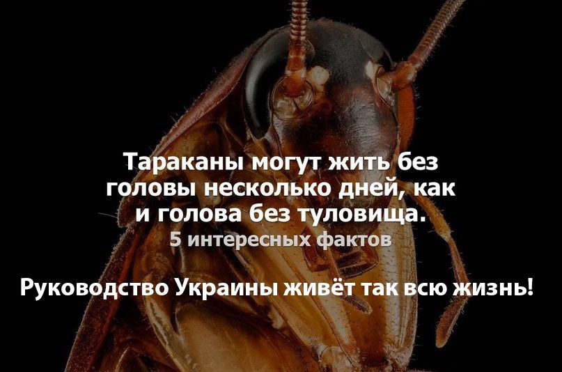 у Тараканы могут ж без головы несколько й как и голова Без туловища 5 интересных факю Руководит Украины жинЁт т всю жизнь з