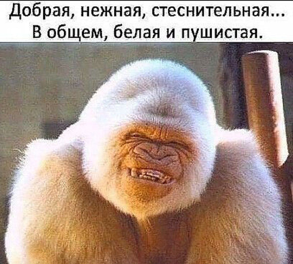 06 я нежная стеснительна В__бем белая ип шистая
