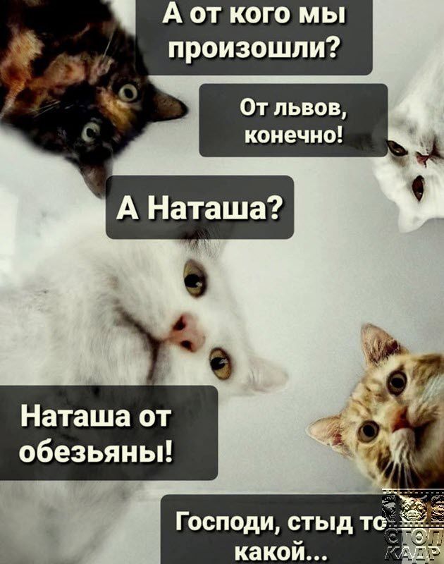 А от кого мы произошли Наташа от обезьяны