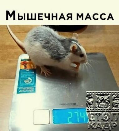 М ЫШЕЧНАЯ МАССА