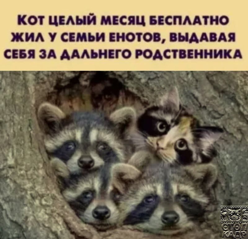 КОТ ШАНЙ МЕСЯЦ БЕСПМПЮ ЖИА У СЕМЬИ ИОТО БМААЯ СЕБЯ ЗА АМШЦГО ЮАСТВЕИНИКА