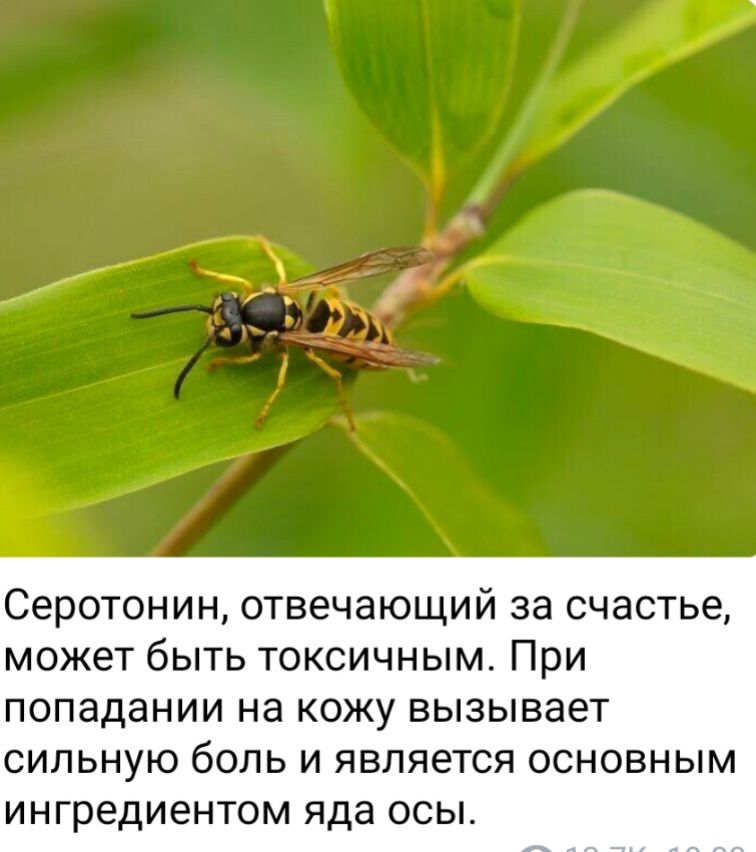 Серотонин ОТВЕЧЭЮЩИЙ за счастье МОЖЕТ бЫТЬ ТОКСИЧНЫМ При попадании на КОЖУ ВЫЗЫВЭСТ сильную боль И ЯВЛЯЕТСЯ ОСНОВНЫМ ингредиентом яда ОСЫ