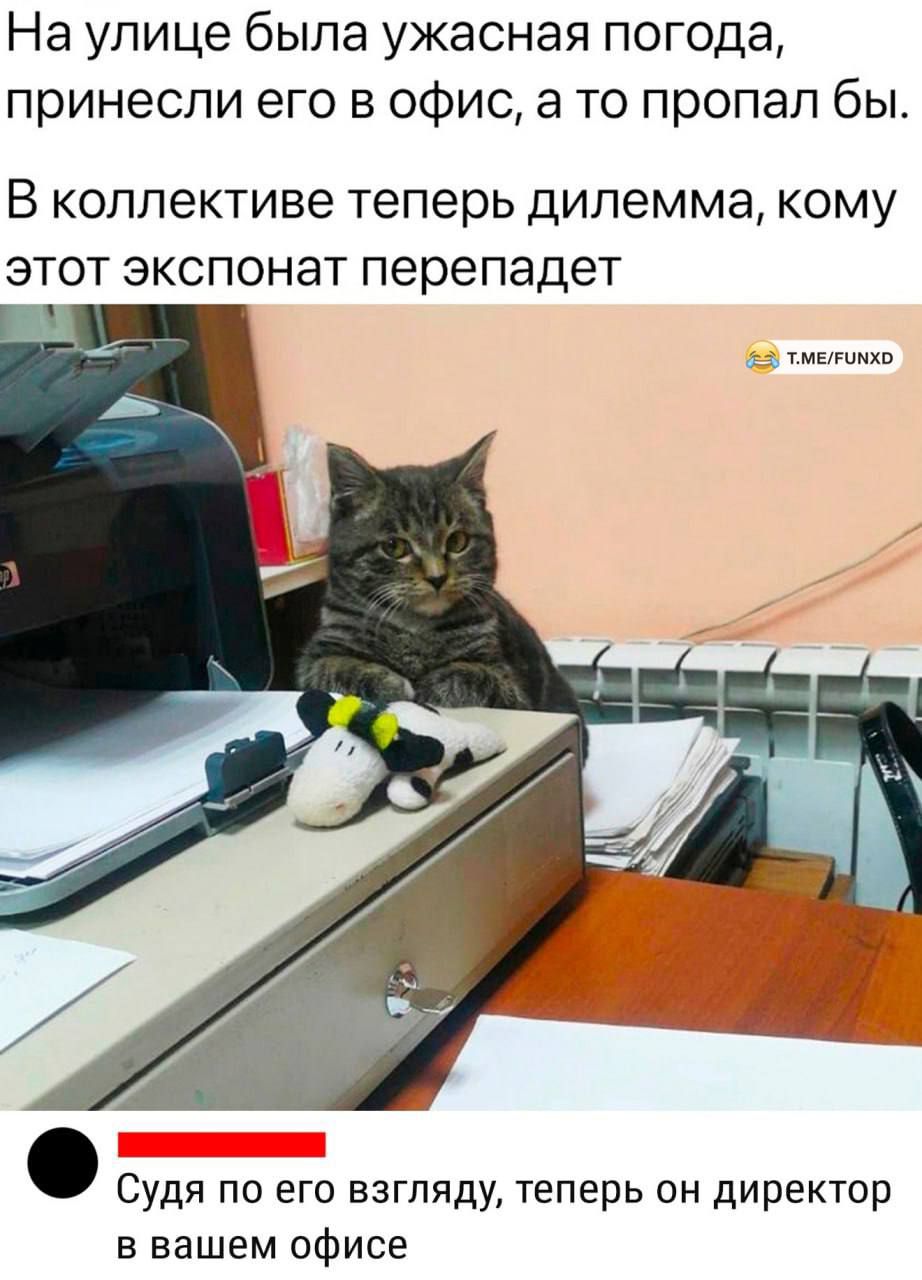 На улице была ужасная погода принесли его в офис а то пропал бы В коллективе теперь дилемма КОМУ ЭТОТ ЭКСПОНаТ перепадет Судя по его взгляду теперь он директор в вашем офисе