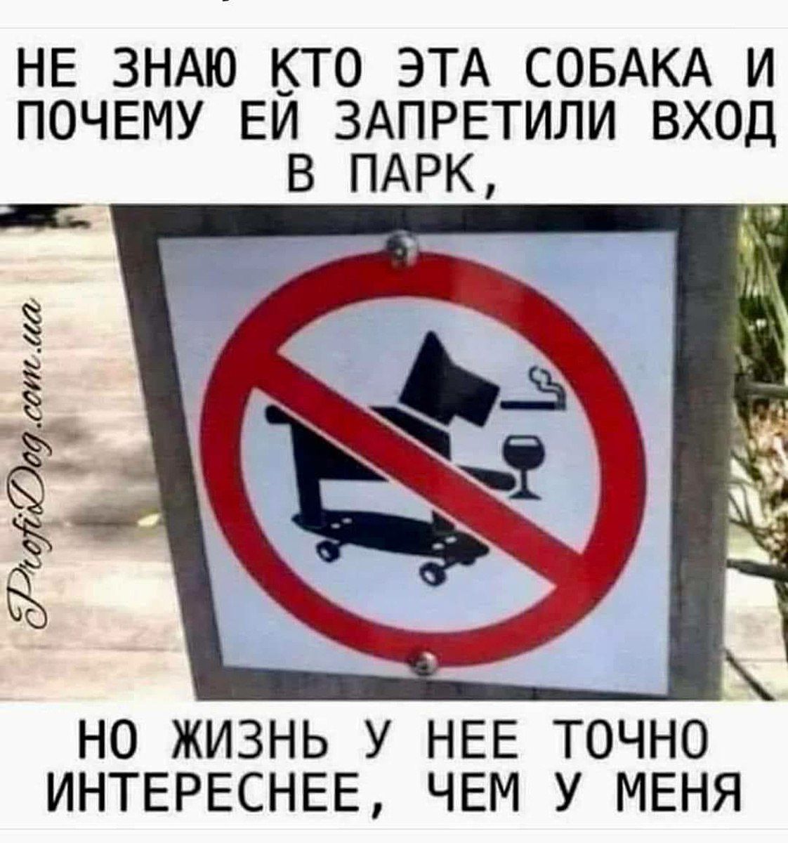 НЕ ЗНАЮ КТО ЭТА СОБАКА И ПОЧЕМУ ЕИ ЗАПРЕТИЛИ ВХОД В ПАРК НО ЖИЗНЬ У НЕЕ ТОЧНО ИНТЕРЕСНЕЕ ЧЕМ У МЕНЯ