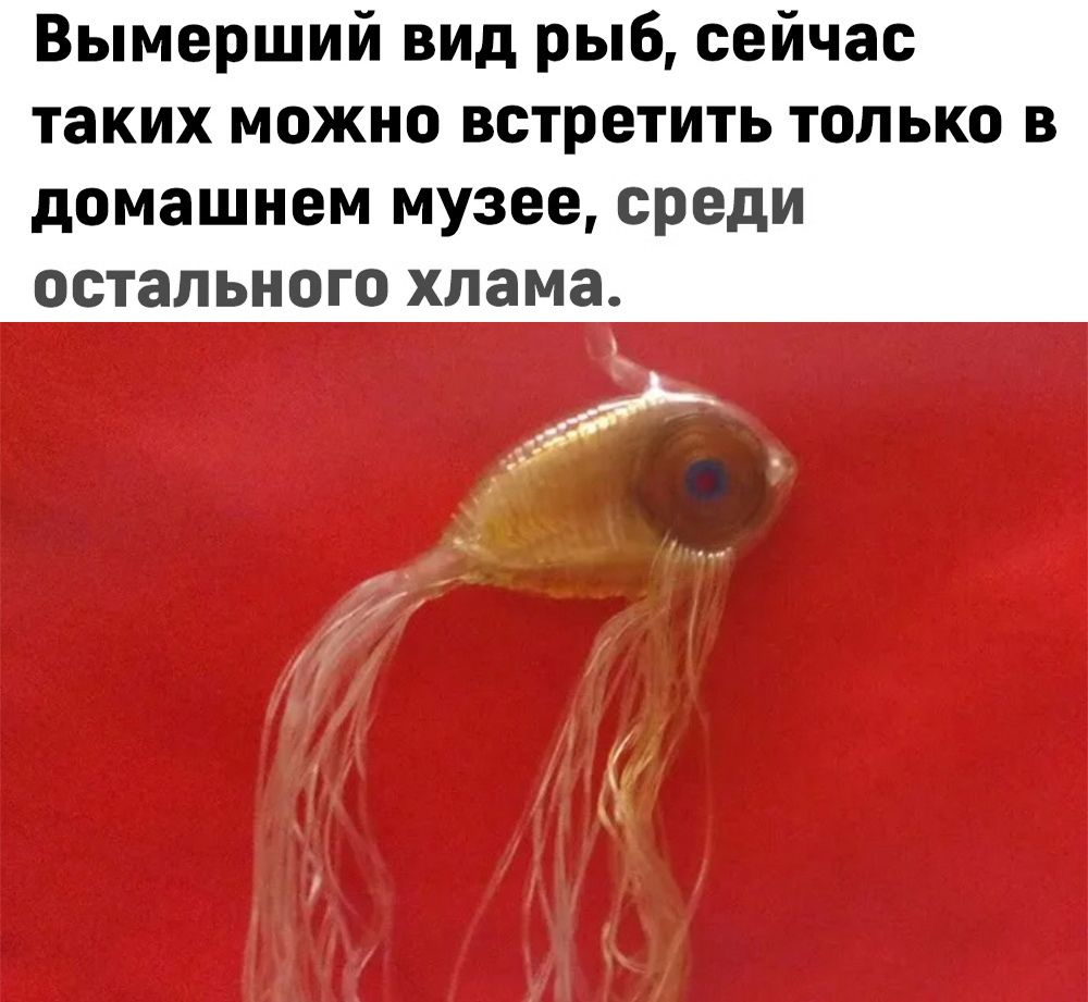 Вымерший вид рыб сейчас таких можно встретить только в домашнем музее среди остального хлама
