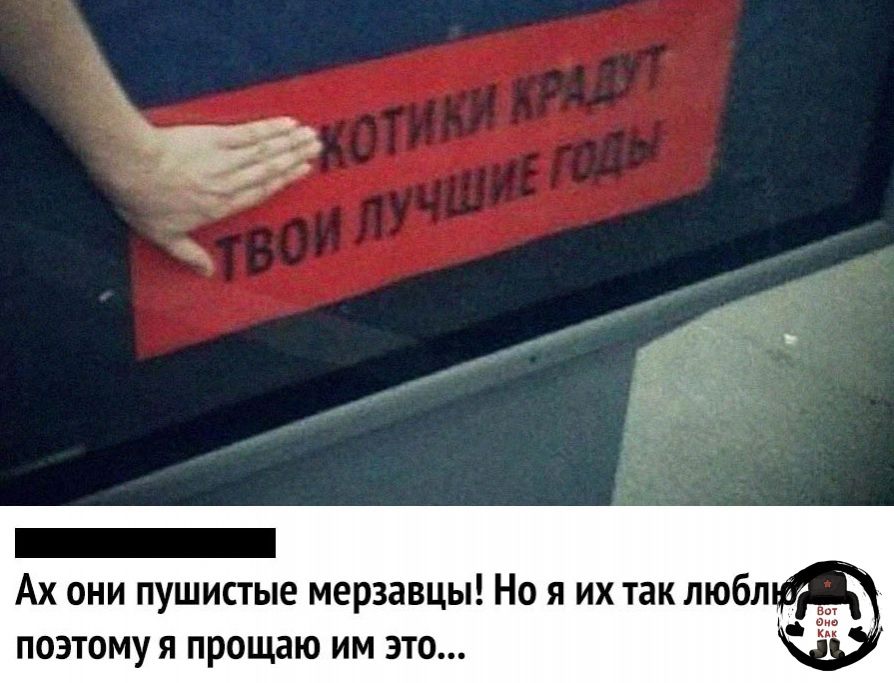 _ Ах вии пушистые мерзавцы Но я их так любл ПВЭТОМУЯ ПРОЩЗЮ ИМ ЭТО