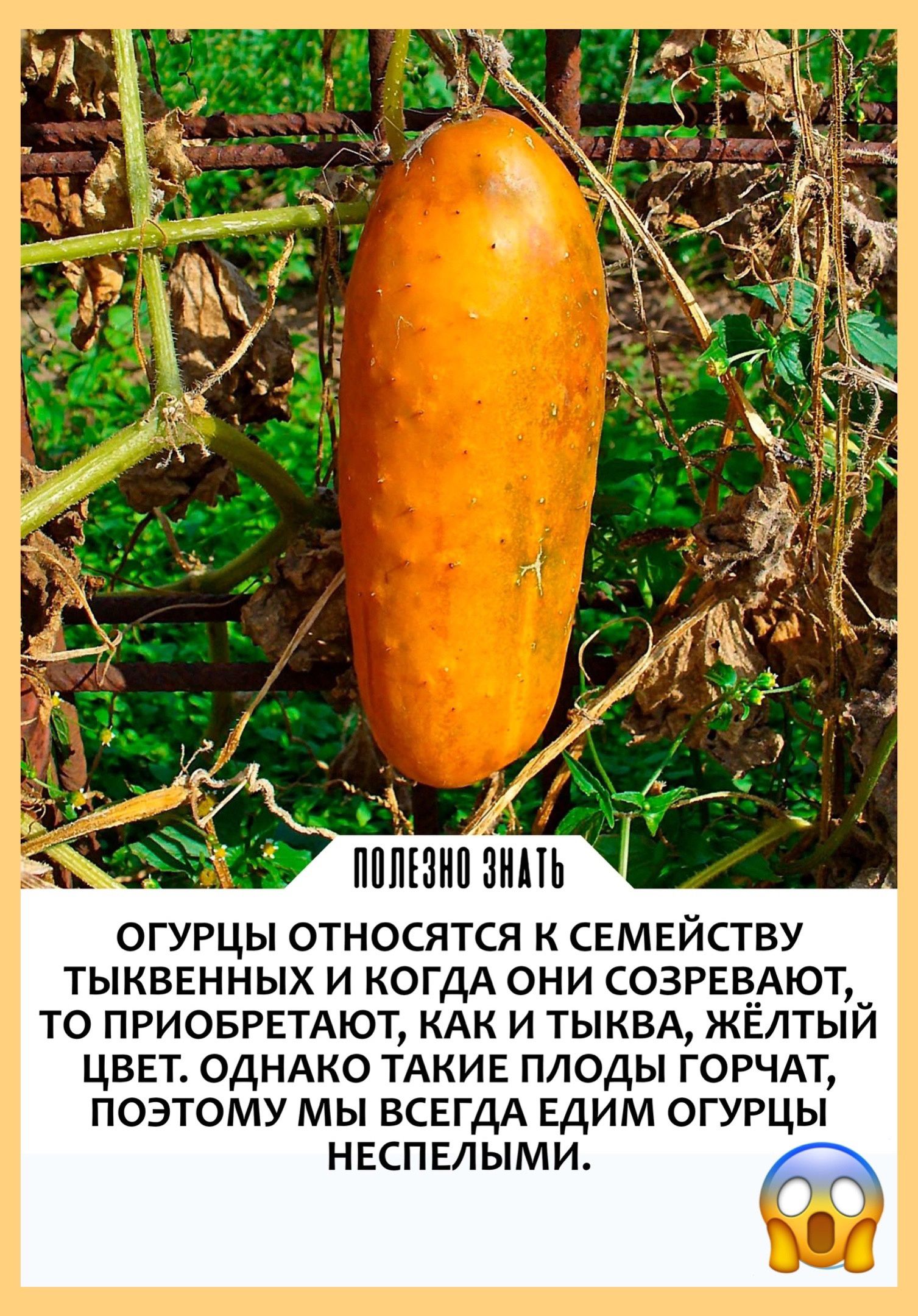 ПППШИП ШИН ОГУРЦЫ ОТНОСЯТСЯ К СЕМЕЙСТБУ ТЫКВЕННЫХ И КОГДА ОНИ СОЗРЕВАЮТ ТО ПРИОБРЕТАЮТ КАК И ТЫКВА ЖЁЛТЫЙ ЦВЕТ ОДНАКО ТАКИЕ ПЛОДЫ ГОРЧАТ ПОЭТОМУ МЫ ВСЕГДА ЕДИМ ОГУРЦЫ НЕСПЕЛЫМИ