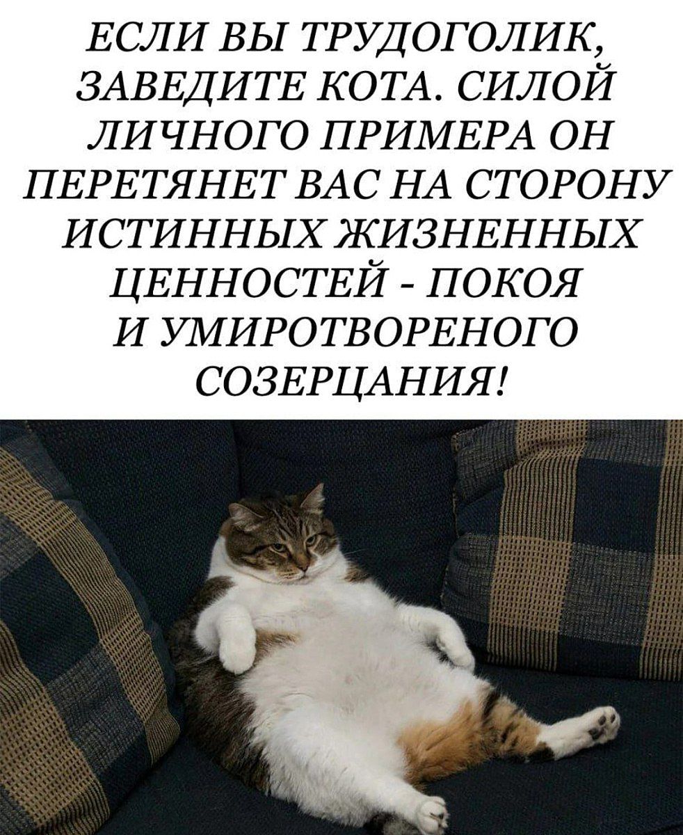 ЕСЛИ ВЫ ТРУДОГОЛИК ЗАВЕДИТЕ КОТА СИЛОЙ ЛИЧНОГО ПРИМЕРА ОН ПЕРЕТЯНЕТ ВАС НА СТОРОНУ ИСТИННЬіХЖИЗНЕННЬіХ ЦЕННОСТЕЙ ПОКОЯ И У1ИИРОТВОРЕНОГО СОЗЕРЦАНИЯ