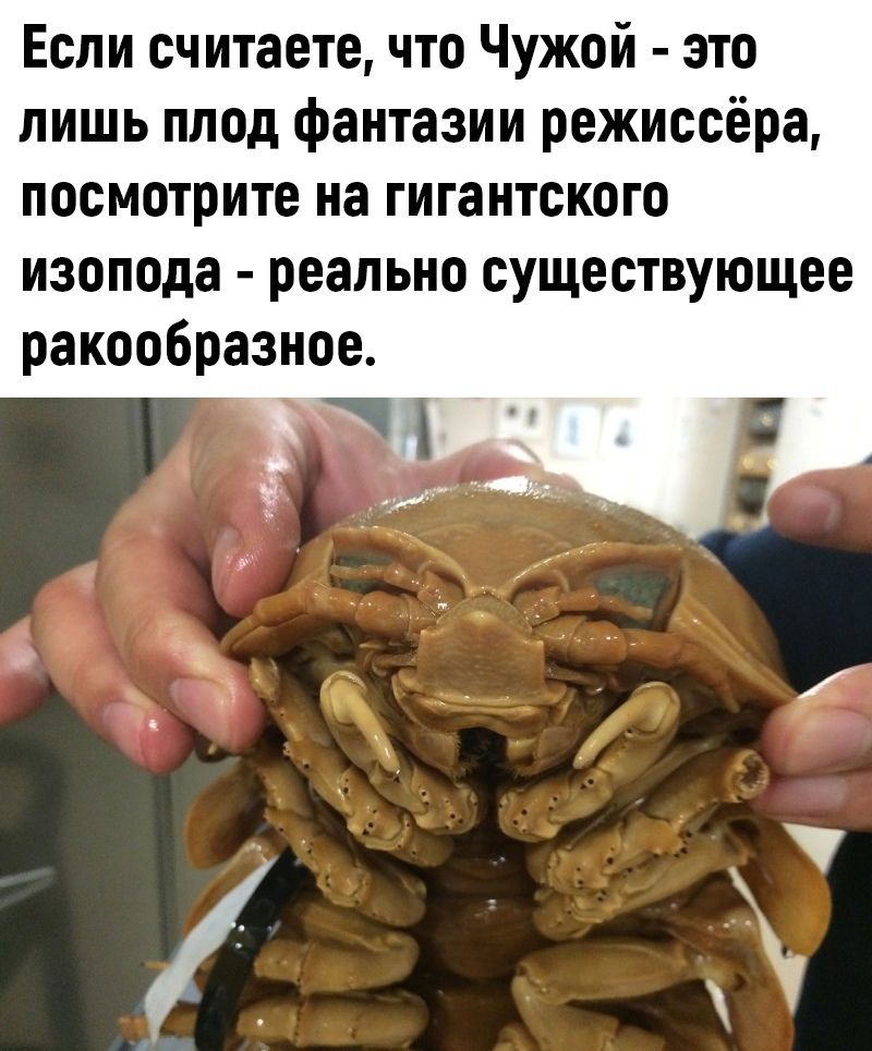 Если считаете что Чужой это лишь плод фантазии режиссёра посмотрите на гигантского изопода реально существующее ракообраэиое