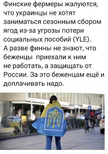Финские фермеры жалуются что украинцы не хотят заниматься сезонным сбором ягод из за угрозы потери социальных пособий _Е А разве финны не знают что беженцы приехали к ним не работать а защищать от России За это беженцам ещё и доплачивать надо У