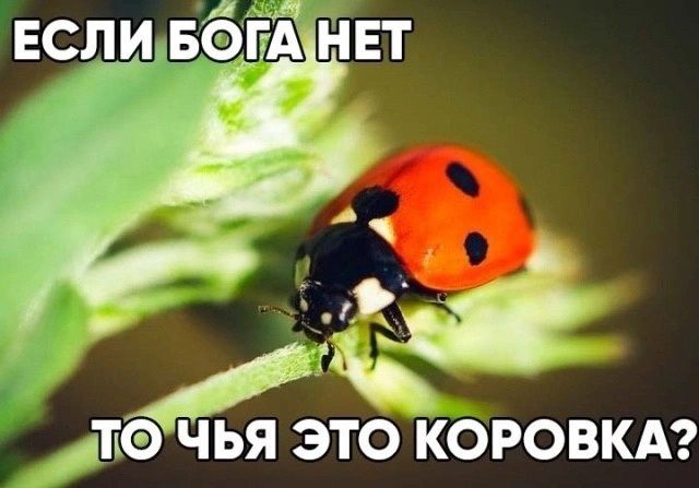1110 ЧЬЯ ЭТО КОРОБКА
