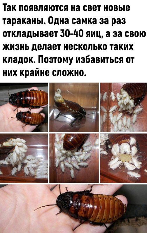 Так появляются на свет новые тараканы Одна самка за раз откладывает 30 100 яиц в за свою жизнь делает несколько таких кладок Поэтому избавиться от них крайне сложно