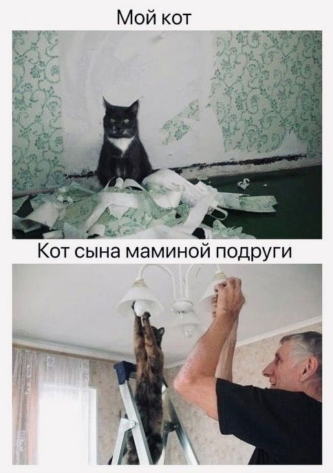 Мой кот Кот сына маминой подруги