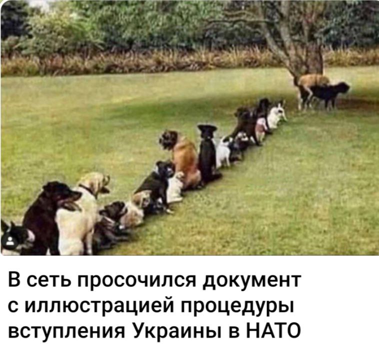В сеть просочился документ с иллюстрацией процедуры вступления Украины в НАТО