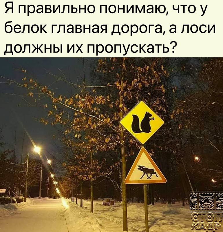 Я правильно понимаю что у белок главная дорога а лоси ДОЛЖНЫ ИХ ПРОПУСКЭТЬ