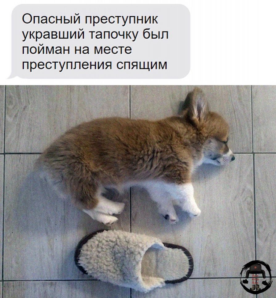 Опасный преступник укравший тапочку был пойман на месте преступления СПЯЩИМ