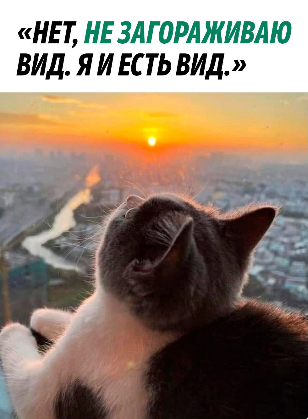 НЕТ ВИД Я И ЕСТЬ ВИД