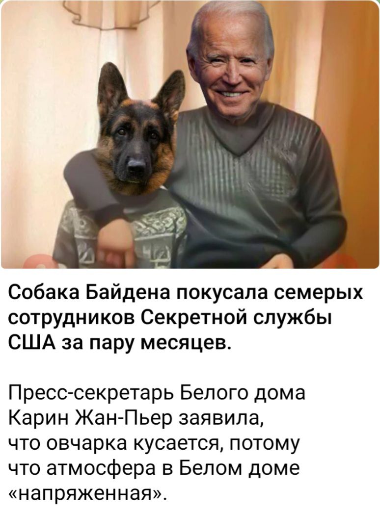 Собака Байдена покусала семерых сотрудников Секретной службы США за пару месяцев Пресс секретарь Белого дома Карин Жан Пьер заявила что овчарка кусается потому что атмосфера в Белом доме напряженная