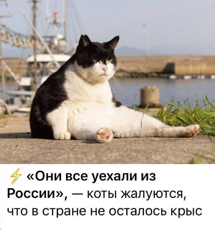_ _ ОНИ Все уехали ИЗ России коты жалуются ЧТО В стране не осталось КрЫС